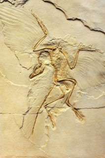 Urvogel or First bird (Archaeopteryx siemensii)