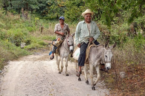 Peasants riding donkeys
