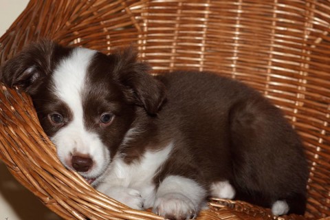 Miniature American Shepherd