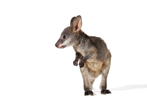 Swamp Wallaby (Wallabia bicolor)