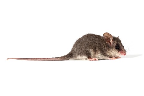 Eastern Pygmy Possum (Cercartetus nanus)