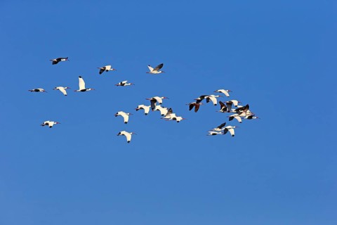 American White Ibis (Eudocimus albus)
