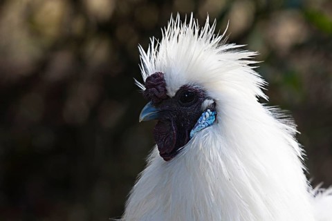 Japanese Dwarf Silkie