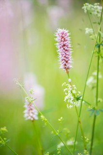 Meadow bistort (Bistorta officinalis)