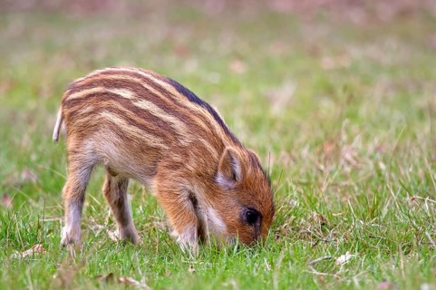 Wild Boar (Sus scrofa)
