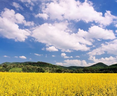 Rape field