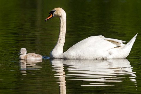 Mute Swan (Cygnus olor) with a cygnet