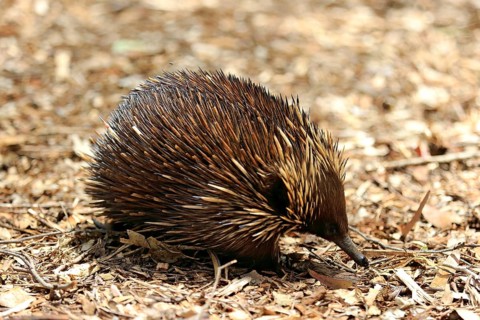 Short-beaked Echidna (Tachyglossus aculeatus) adult