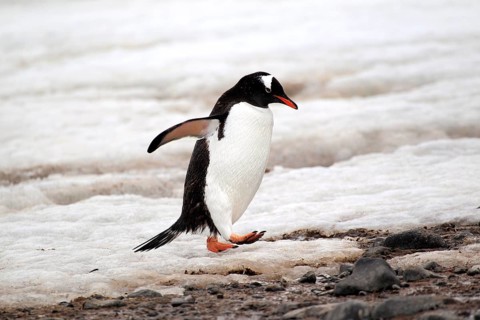 Gentoo Penguin (Pygoscelis papua)