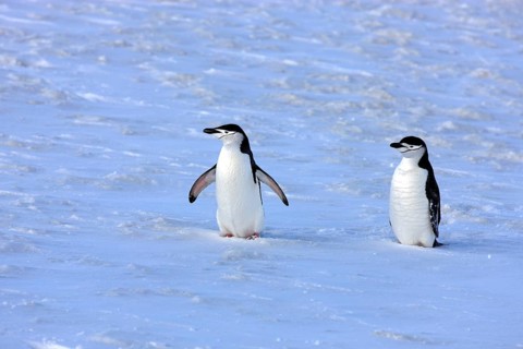 Chinstrap penguins (Pygoscelis antarctica) pair