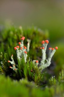 Gritty British Soldiers Lichen (Cladonia floerkeana)
