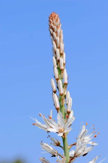 White Asphodel (Asphodelus albus)