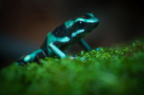 Green and Black Poison-dart Frog (Dendrobates auratus)