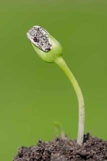 Sunflower (Helianthus annuus)