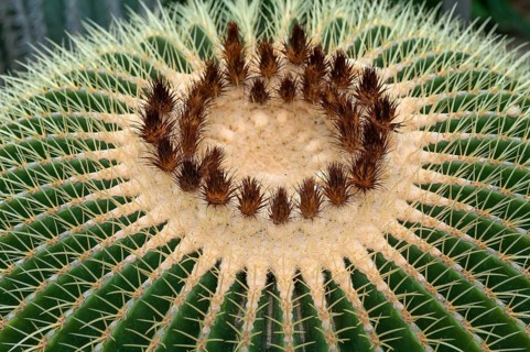 Flowering Barrel Cactus or Golden Barrel Cactus (Echinocactus grusonii)