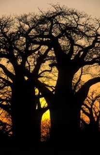 Baobab trees (Adansonia digitata)