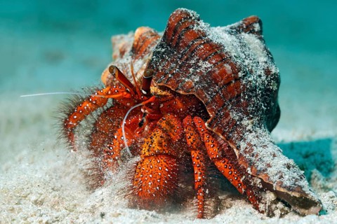 White-spotted Hermit Crab (Dardanus megistos) on sandy ground