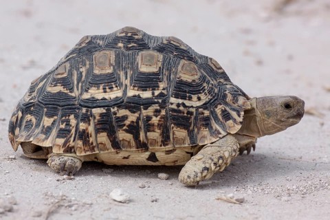 Leopard Tortoise (Stigmochelys pardalis)