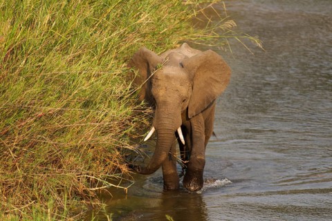 African Elephant (Loxodonta africana) wading through the Olifants River surrounded by Common Reed (Phragmites australis)