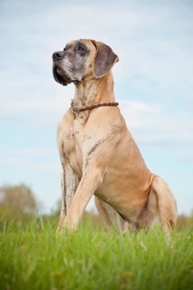 German mastiff