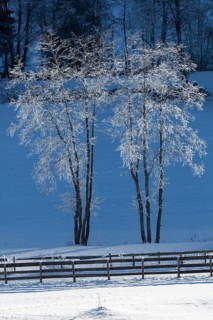 Trees covered in hoarfrost in Gschnitztal Valley