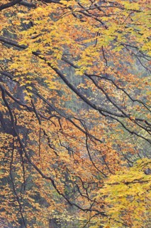 Colourful foliage in autumn in Kirnischtal valley