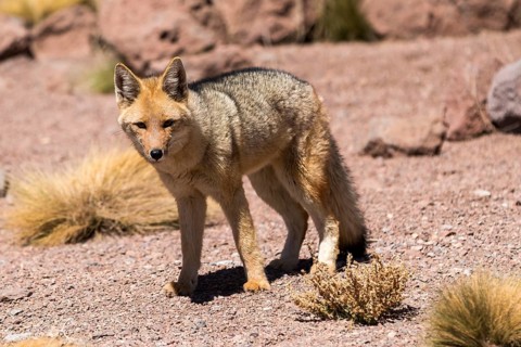 Culpeo (Dusicyon culpaeus)