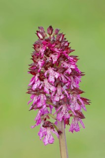 Lady Orchid (Orchis purpurea)