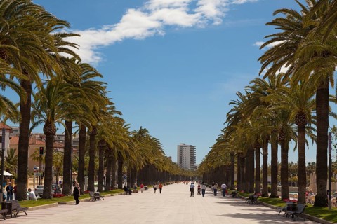 Palm promenade