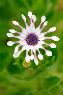 Cape marguerite (Dimorphotheca ecklonis