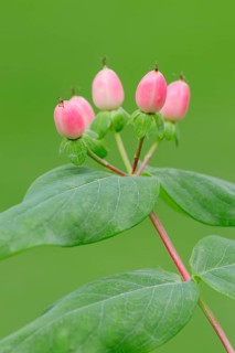 Fragrance free St. John's Wort or Tall Tutsan (Hypericum x inodorum)