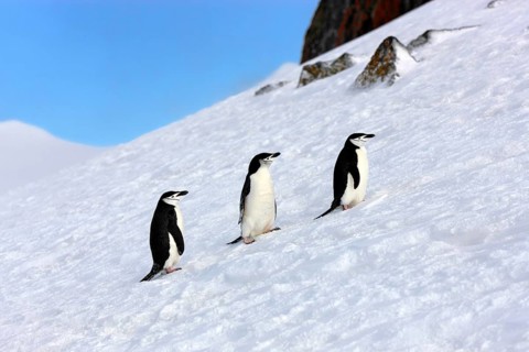 Chinstrap penguins (Pygoscelis antarctica)