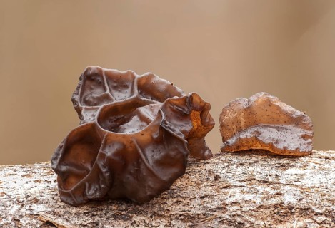 Black Witches' Butter