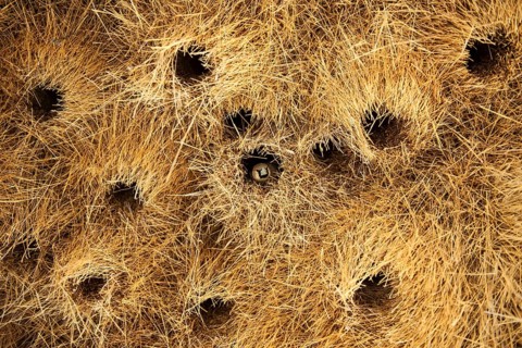 Sociable Weaver (Philetairus socius)
