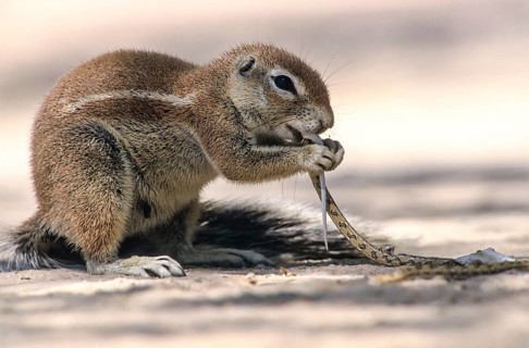 Cape Ground Squirrel (Xerus inauris) feeding on a small snake