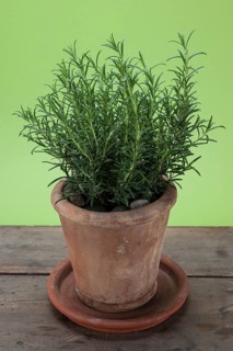 Rosemary (Rosmarinus officinalis) growing in a terracotta pot on a wooden table
