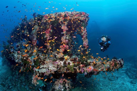 Scuba diver diving at an overgrown wreck