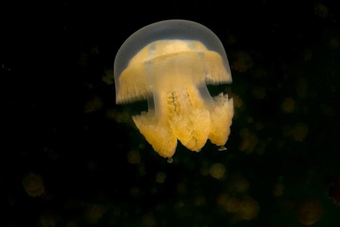 Golden Medusa or Papuan Jellyfish (Papua Mastigias)