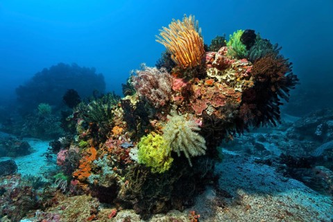 Coral block with lots of Feather Stars (Crinoidea)