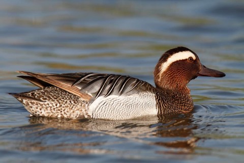 Garganey (Anas querquedula)