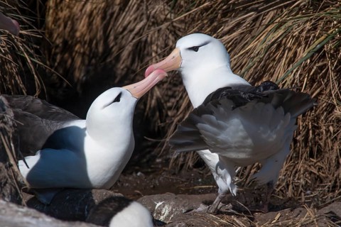 Black-browed Albatross or Black-browed Mollymawk (Thalassarche melanophris) returning to its nest and being welcomed by its brooding partner