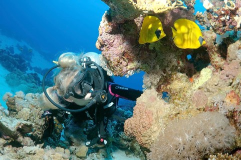 Scuba diver looking at Blue-Cheeked Butterflyfish (Chaetodon semilarvatus)