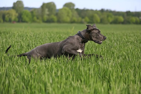 Great Dane in the grass