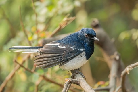 Oriental Magpie-Robin (Copsychus saularis)