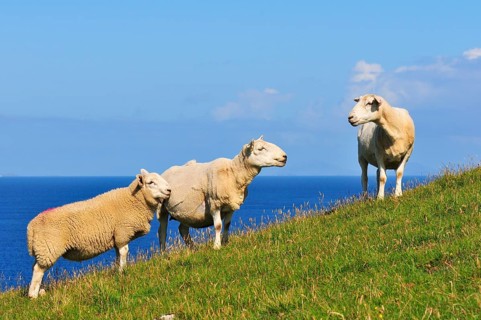 Three sheep on a meadow