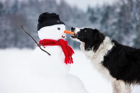 Border Collie
