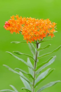 Garden Montbretia (Crocosmia x crocosmiiflora)
