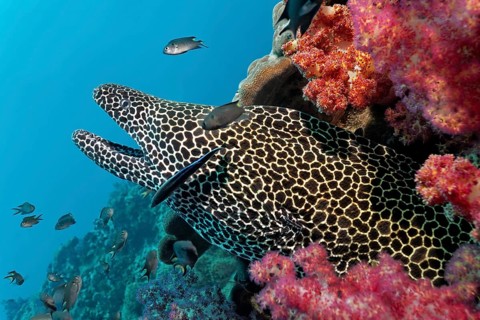 Laced Moray (Gymnothorax favagineus) at a coral reef with soft corals