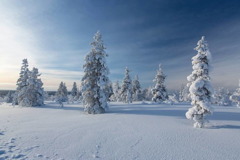 Snowy fir forest