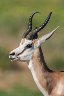Male Springbok (Antidorcas marsupialis) at Flehmen